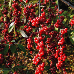 Long stems of deep red berries.