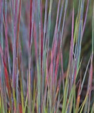 Standing ovation little bluestem fine textured