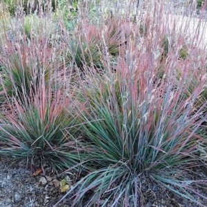Mounds of Standing Ovation Bluestem grass with blue and red, upright blades.