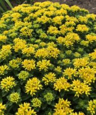 Sedum Little Miss Sunshine ppikey textured