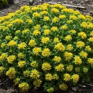 yellow flower clusters
