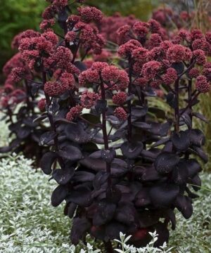 Purple sedum clusters of deep red blooms above upright