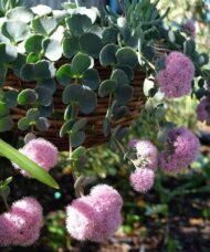 Sedum sieboldii in a hanging basket