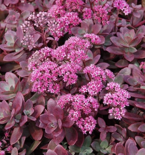 Red stonecrop clusters of magenta star-shaped flowers