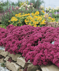 set against succelent deep pink green leaves.