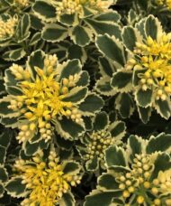 Variegated stonecrop