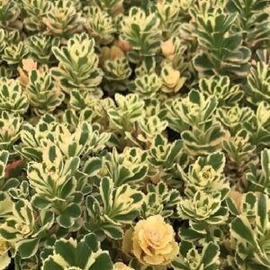 Sedum takesimense variegated stonecrop foliage.