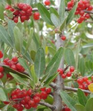 Silver Buffaloberry with upright haibt