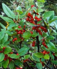 Shepherdia canadensis with thick