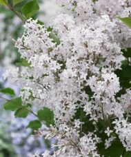 Tiny white florets of dwarf white lilac bloom.