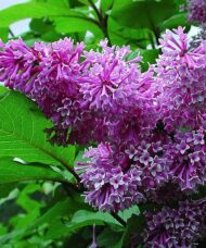 Lavender pink blooms of Royalty Lilac.