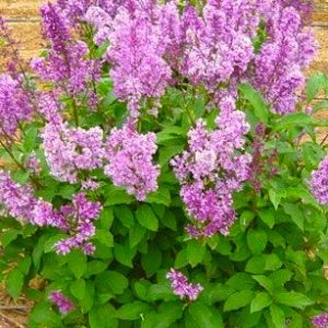 Royalty lilac with rosy lavender flowers and medium green foliage.