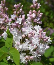 Panicle of Beauty of Moscow lilac double white blooms with a pinkish blush.