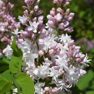 Panicle of Beauty of Moscow lilac double white blooms with a pinkish blush.