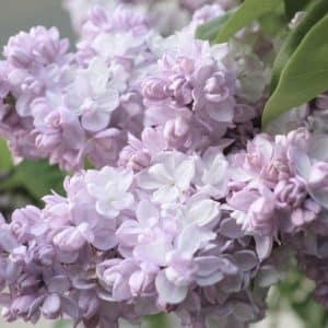 Beauty of Moscow lilac double white blooms with a pinkish blush.