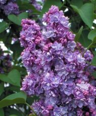 Double lilac blooms