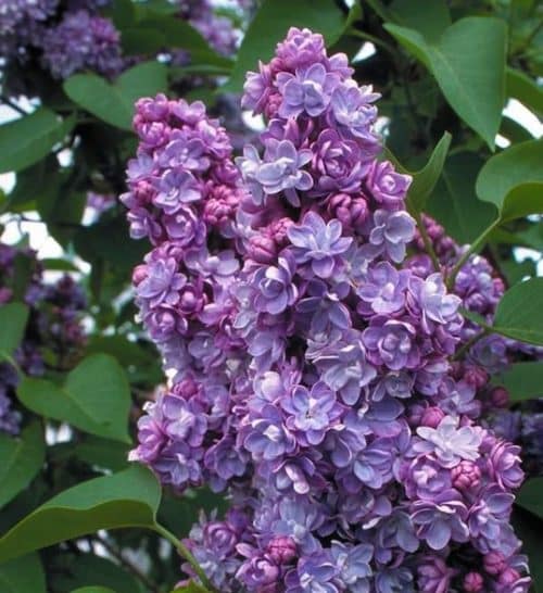 Double lilac blooms