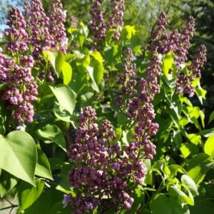 Double lilac blooms.