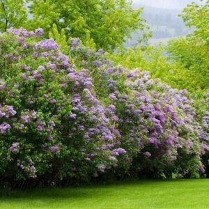 syringa-vulgaris-michel-buchner-lilac-hedge