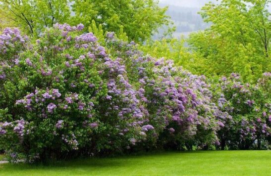 common lilac (Syringa vulgaris) hedge