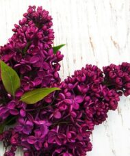 Two deep Red lilac panicles.