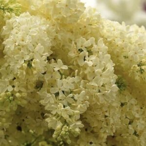 Tiny pale, creamy yellow lilac florets.