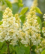 Dark yellow floret buds opening to light yellow blooms.