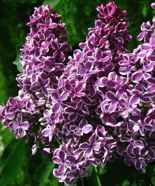 Deep lilac florets with white edges of Syringa vulgaris Sensation.