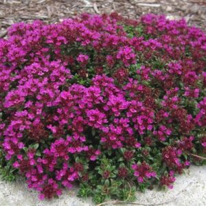 Red creeping thyme groundcover with magenta red flowers