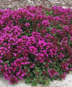 Red creeping thyme groundcover with magenta red flowers