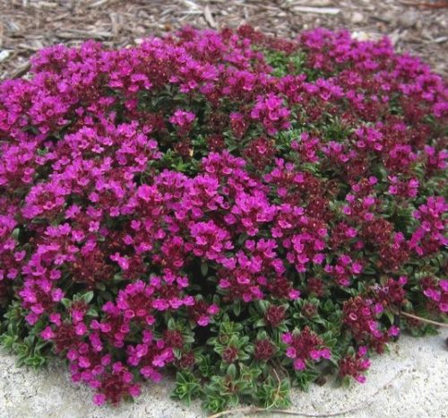 Red creeping thyme groundcover with magenta red flowers