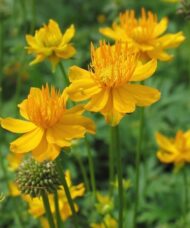 Bright golden yellow blooms of Trollius chinensis Golden Queen.
