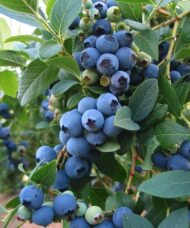 Light blue blueberries of vaccinium corymbosum bluecrop.