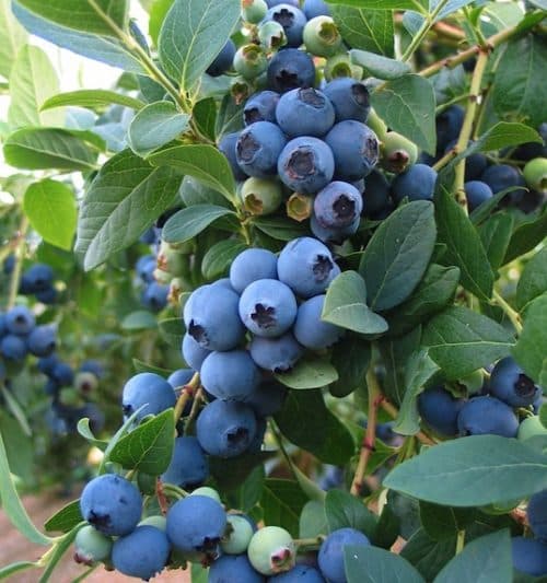 Light blue blueberries of vaccinium corymbosum bluecrop.