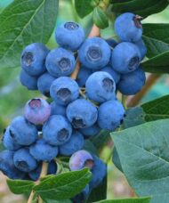 Cluster of Dwarf blueberry berries on the branch.