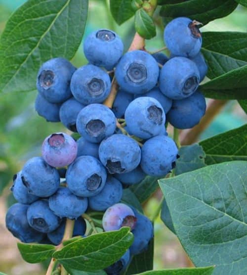 Cluster of Dwarf blueberry berries on the branch.