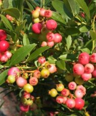 A Pink Lemonade blueberry bush with pink blueberries on the stem.