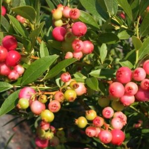A Pink Lemonade blueberry bush with pink blueberries on the stem.
