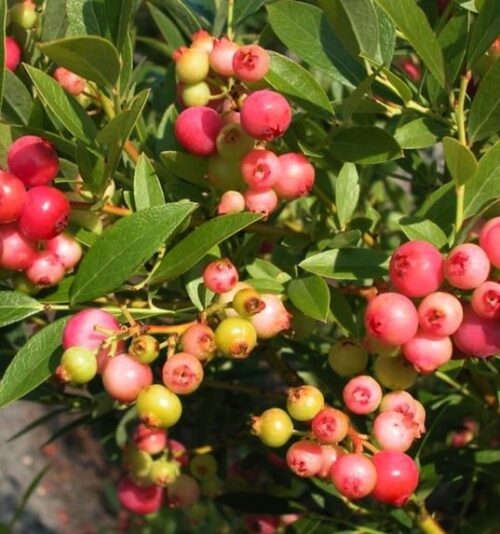 A Pink Lemonade blueberry bush with pink blueberries on the stem.