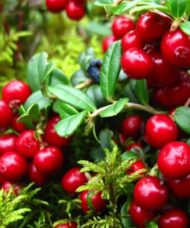 Vaccinium vitis-idaea red candy berries and small