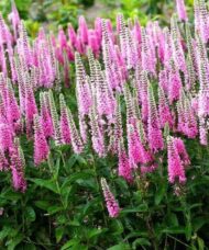 Pink speedwell flower spikes of pink and white flowers.