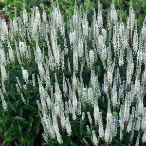 Snow Candles Spike Speedwell planting of white flowers.