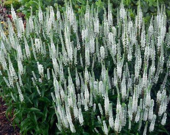 Veronica spicata snow candles | Snow candles spike speedwell planting Snow Candles Spike Speedwell planting of white flowers.