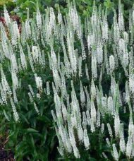 Snow Candles Spike Speedwell