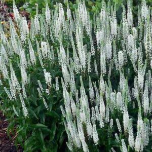 Snow Candles Spike Speedwell
