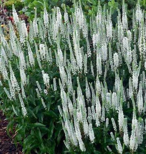 Snow Candles Spike Speedwell