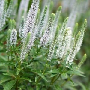 Veronica spicata snow candles | Snow candles spike speedwell flowers