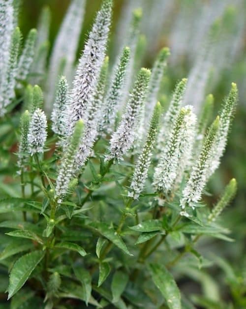 Tall spikes of white speedwell flowers on top of green stemmed foliage.