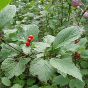 Bright red berries and large gree