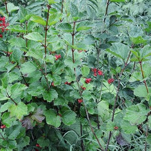 Large tree branch of Viburnum edule squashberry with red berries and green leaves.